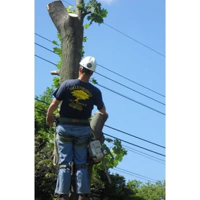 Dillenburgh Brothers Tree Service & Landscape Logo