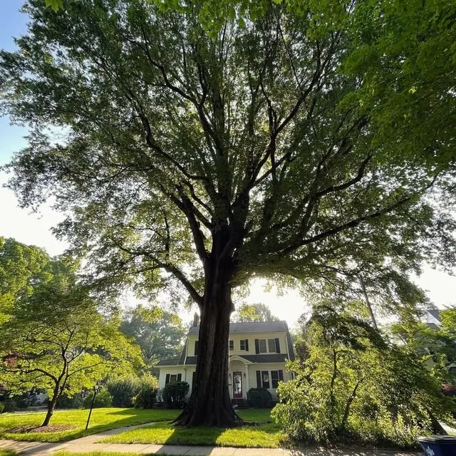 Reliable landscape design in Colfax, NC - Dillon Tree Service