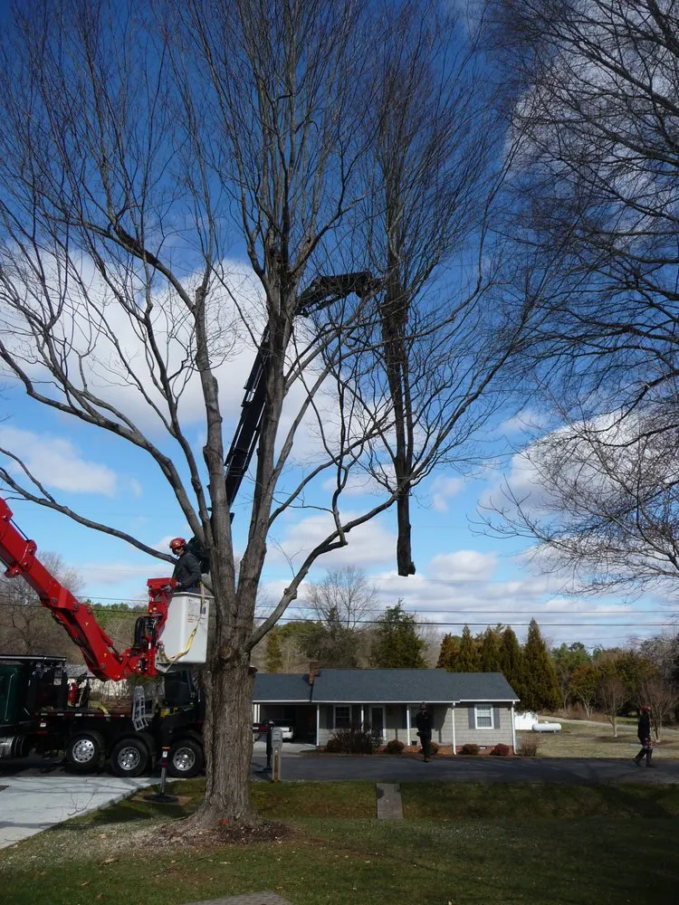 Professional lawn care service in Colfax, NC - Dillon Tree Service