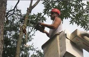 Professional residential landscaping for beautiful yards in Colfax, NC by Dillon Tree Service