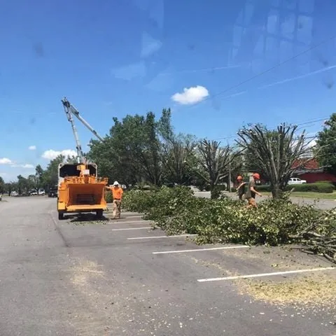 Top-rated yard cleanup service experts serving Colfax, NC - Dillon Tree Service