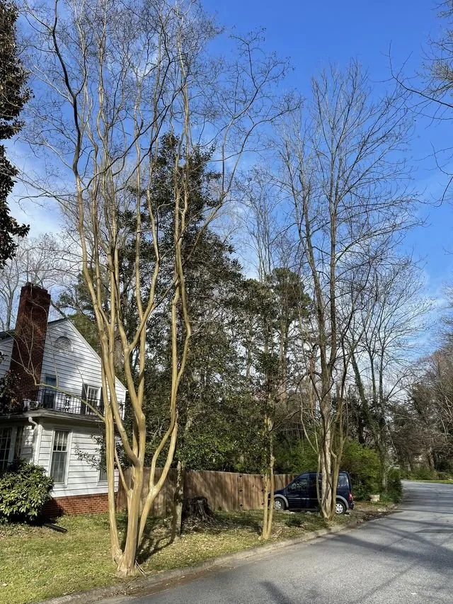 Top-rated yard cleanup service for residential properties in Colfax, NC by Dillon Tree Service