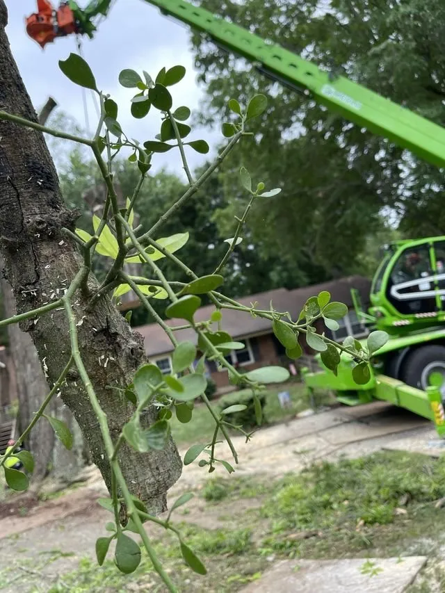 Affordable lawn mowing service with custom design in Colfax, NC by Dillon Tree Service