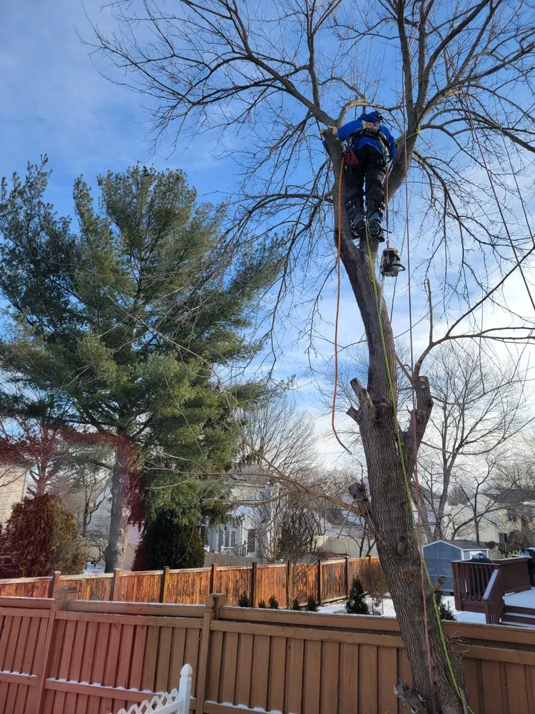 Trusted landscaping services for residential properties in Rixeyville, VA by Dillon's Outdoor Maintenance