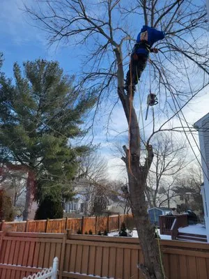 Dillon's Outdoor Maintenance Logo