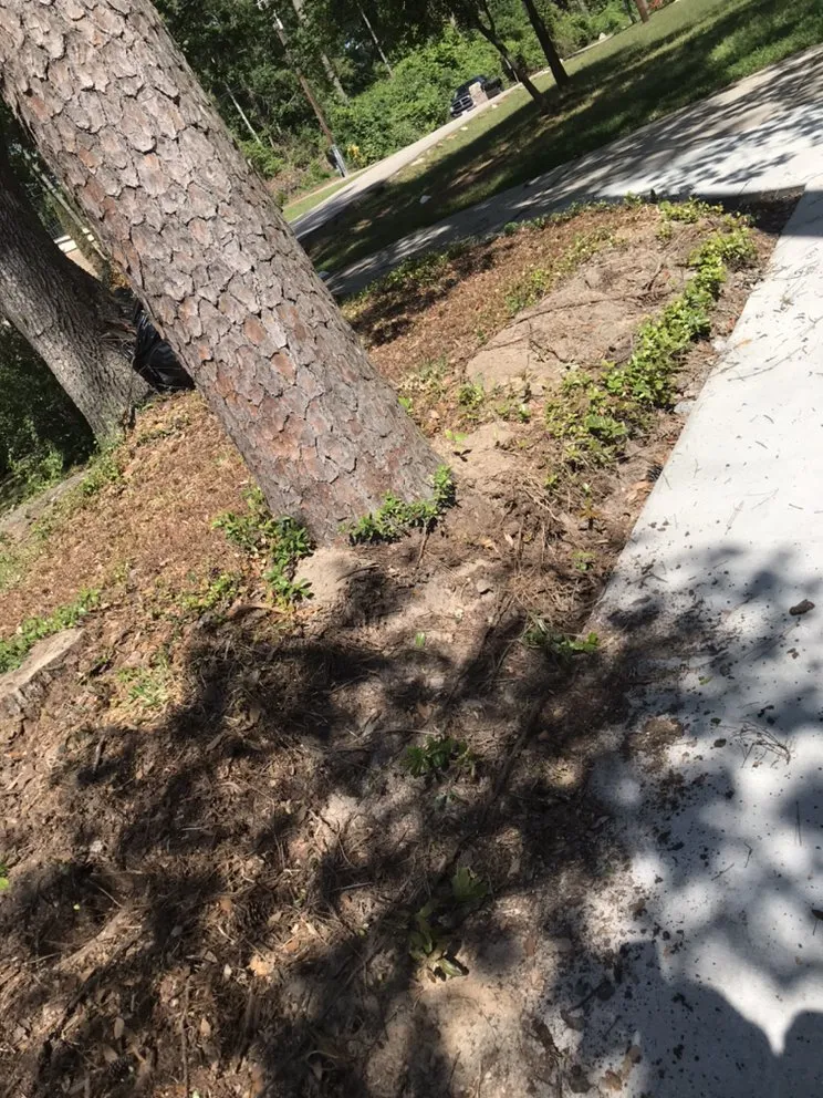 Professional residential landscaping in Conroe, TX by Dilmer Quintanilla Landscaping Services