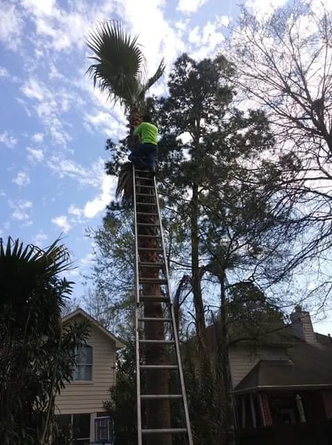 Professional lawn care service for residential properties in Conroe, TX by Dilmer Quintanilla Landscaping Services