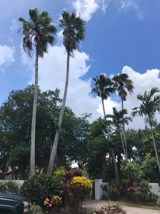 Expert yard maintenance with custom design in Miami, FL by Dima Landscape Services