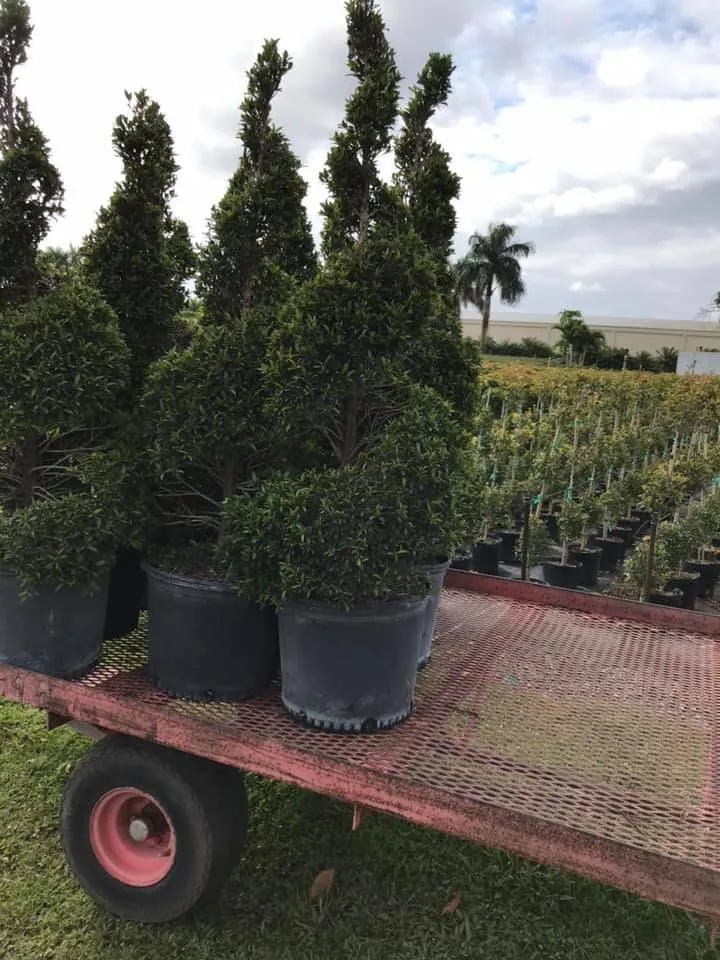 Affordable lawn mowing service for homes across Miami, FL - Dima Landscape Services