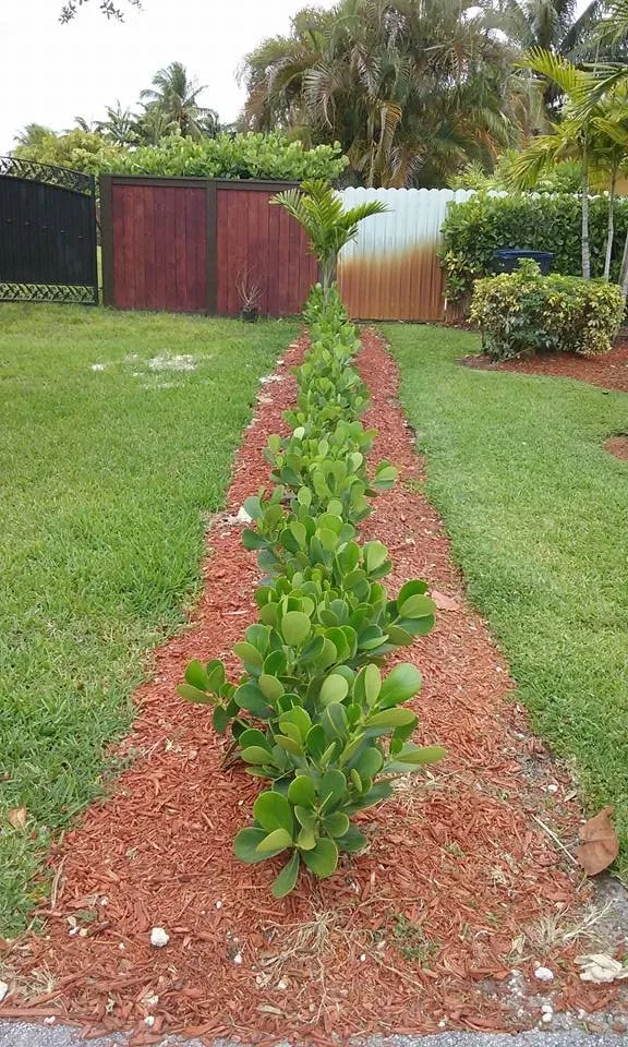 Professional yard maintenance near you across Miami, FL - Dima Landscape Services