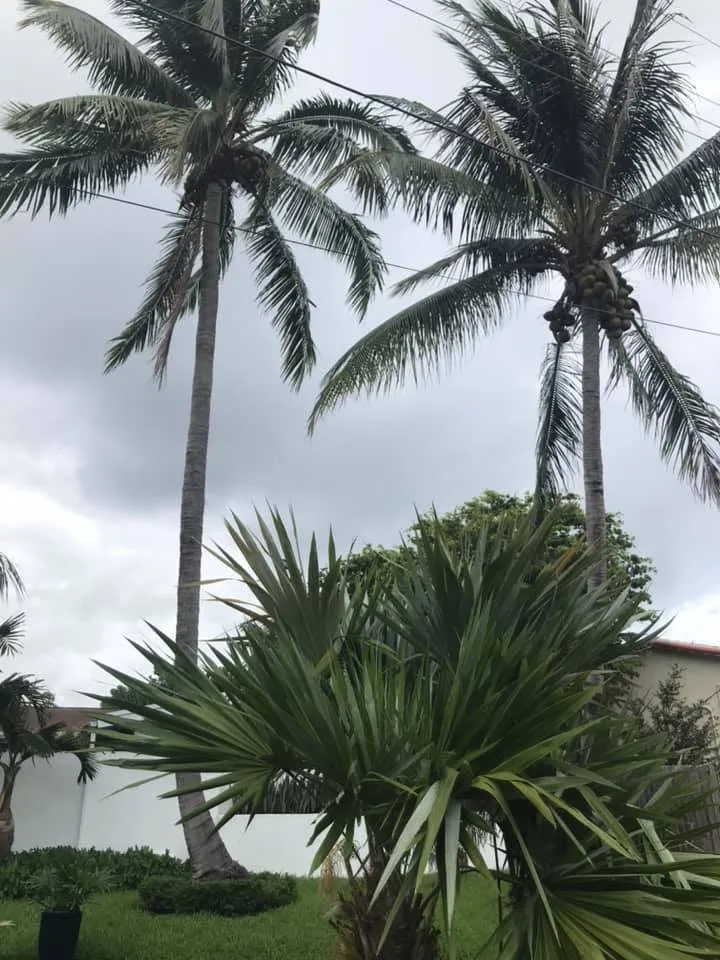 Reliable residential landscaping in Miami, FL by Dima Landscape Services