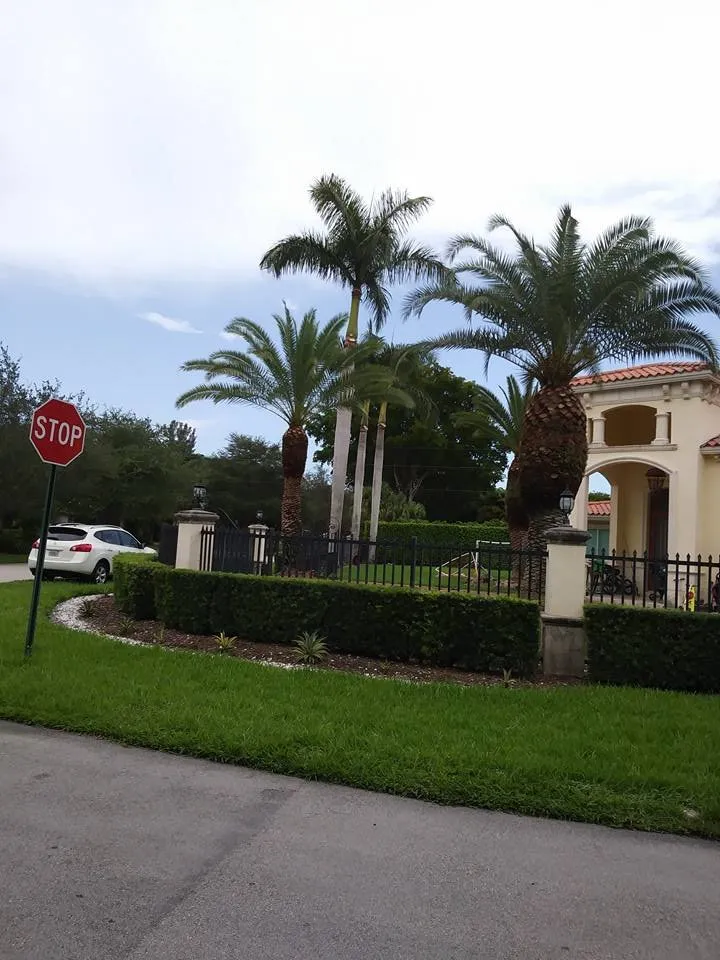 Expert yard maintenance for year-round maintenance across Miami, FL - Dima Landscape Services