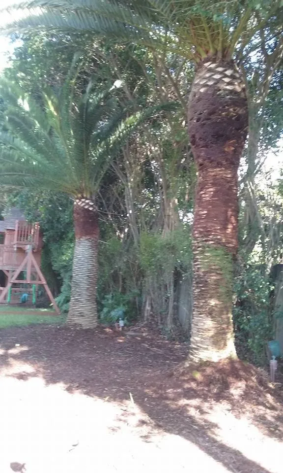 Reliable outdoor landscaping in Miami, FL - Dima Landscape Services