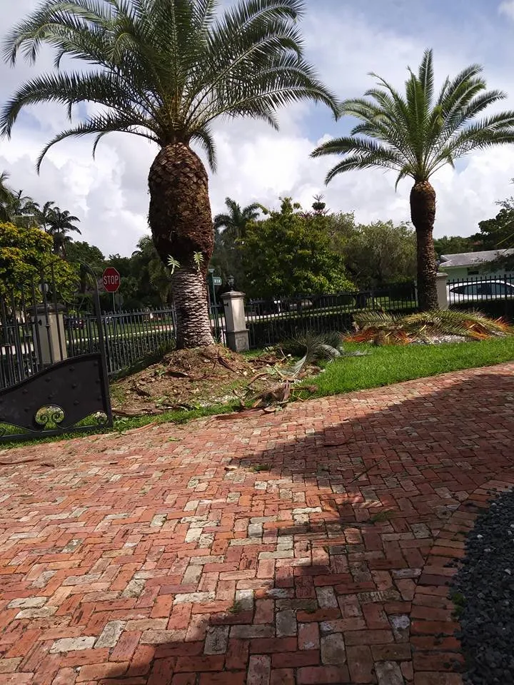 Local yard maintenance in Miami, FL - Dima Landscape Services