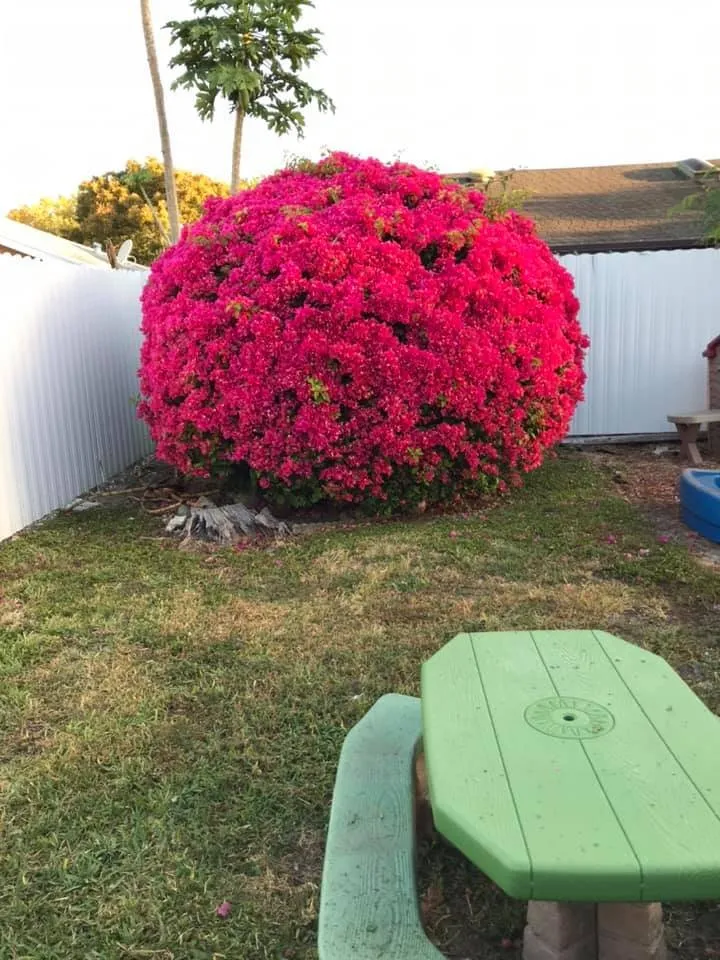 Professional yard cleanup service experts serving Miami, FL - Dima Landscape Services