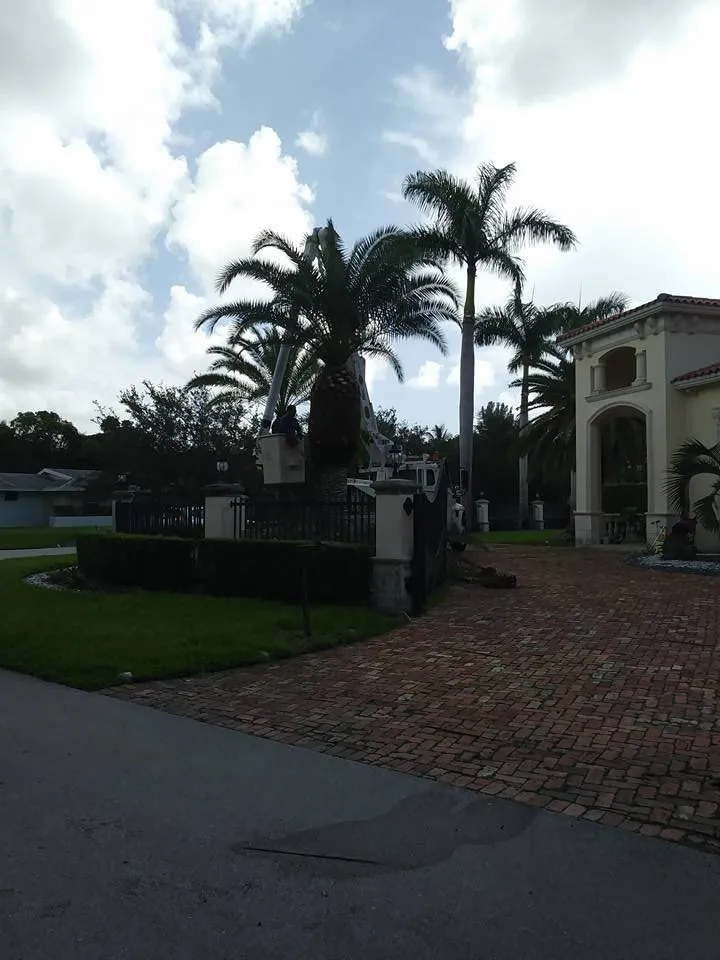 Affordable yard cleanup service experts serving Miami, FL - Dima Landscape Services
