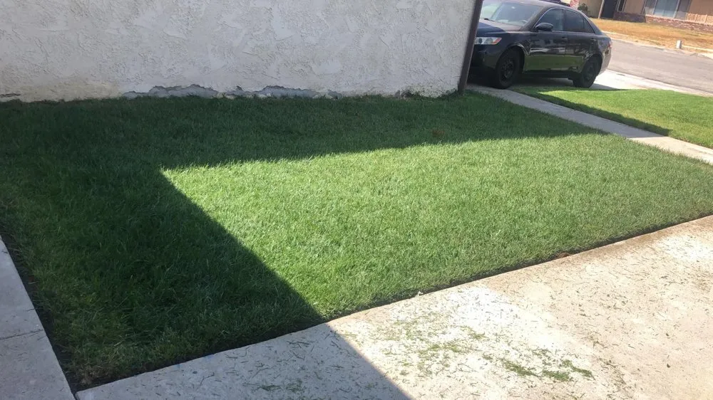 Reliable yard cleanup service in Bloomington, CA - Dimas Landscaping