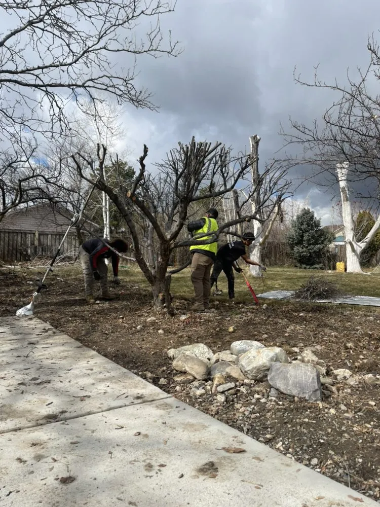 Top-rated yard maintenance in Riverton, UT by Dimas Tree Experts