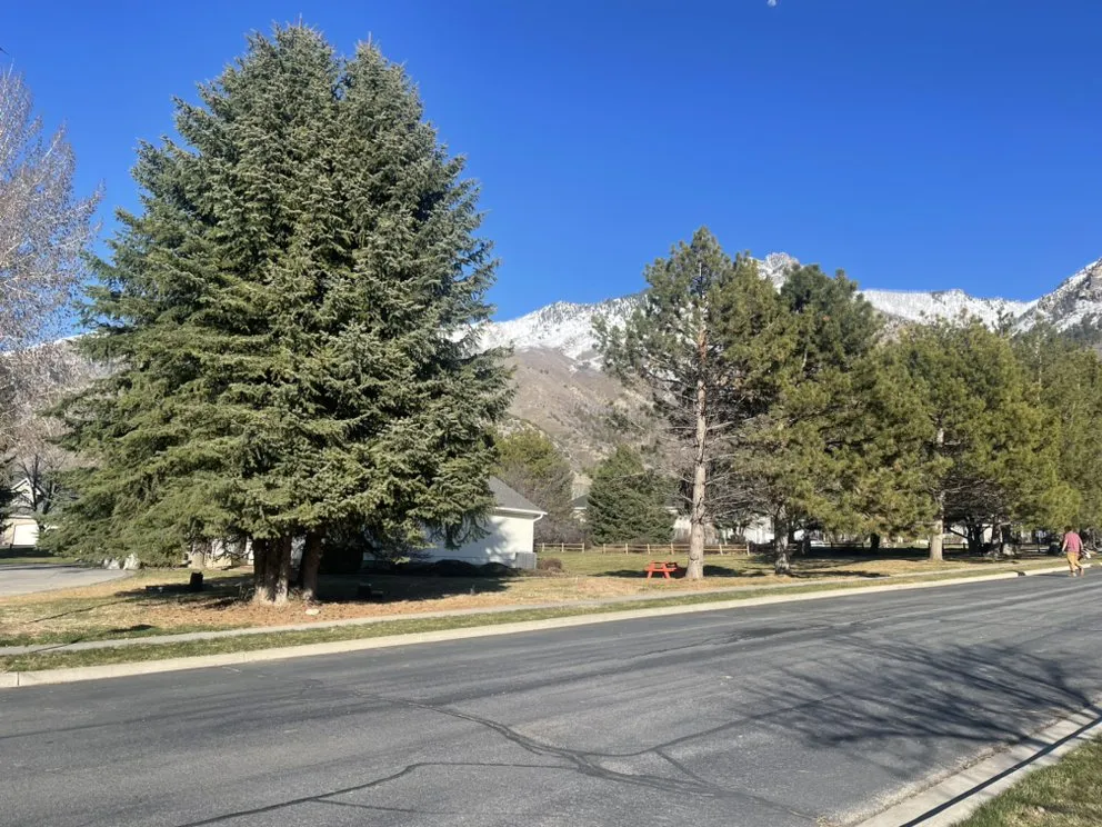 Affordable outdoor landscaping experts serving Riverton, UT - Dimas Tree Experts