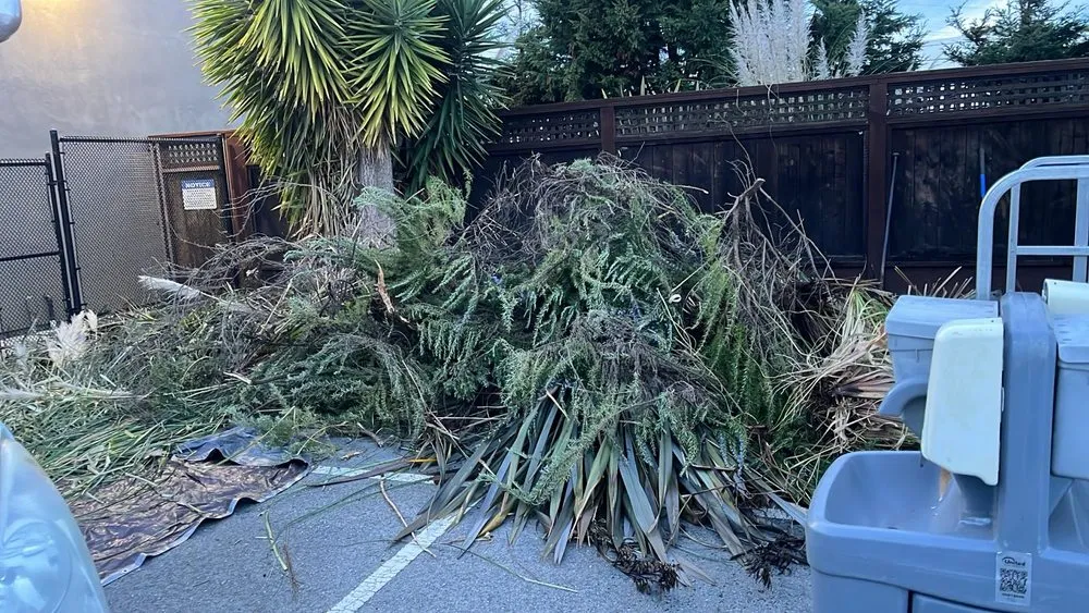 Professional yard cleanup service in Austin, TX by Dimas Trees & More