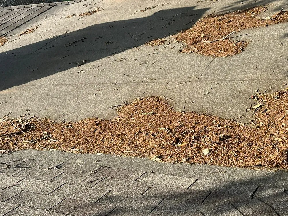 Professional residential landscaping near you across Austin, TX - Dimas Trees & More