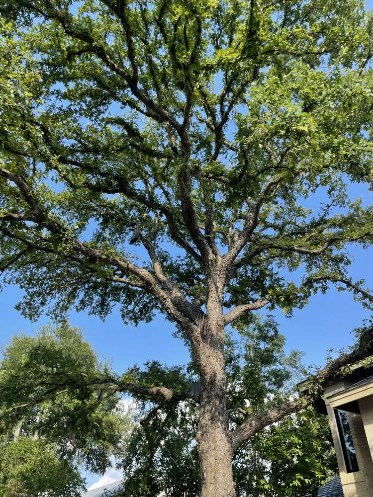 Affordable landscape design for outdoor upgrades across Austin, TX - Dimas Trees & More