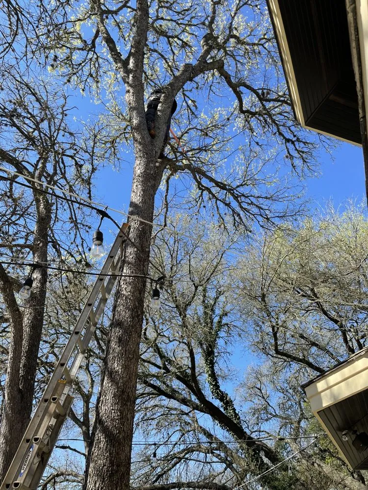 Expert residential landscaping experts serving Austin, TX - Dimas Trees & More