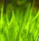 Professional landscaping services near you across Swampscott, MA - Dimauro Landscaping