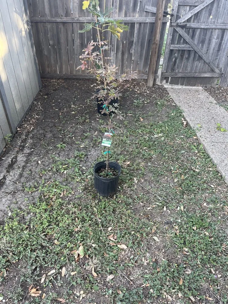 Custom lawn care service for homes in Arlington, TX by Dimesa