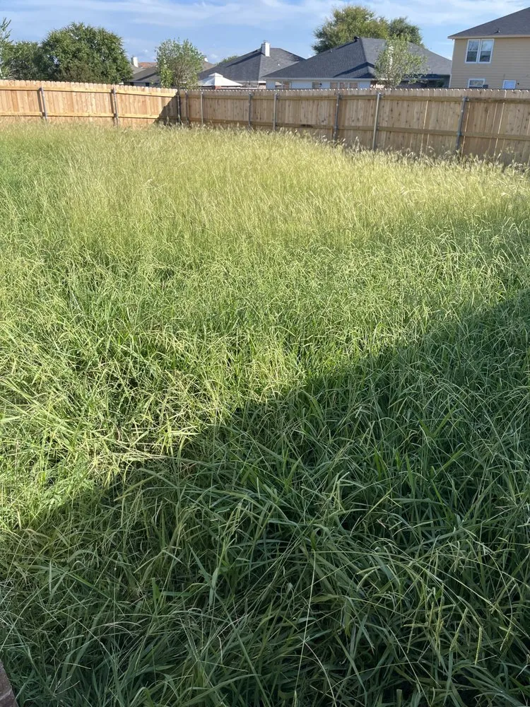 Top-rated yard cleanup service in Arlington, TX - Dimesa