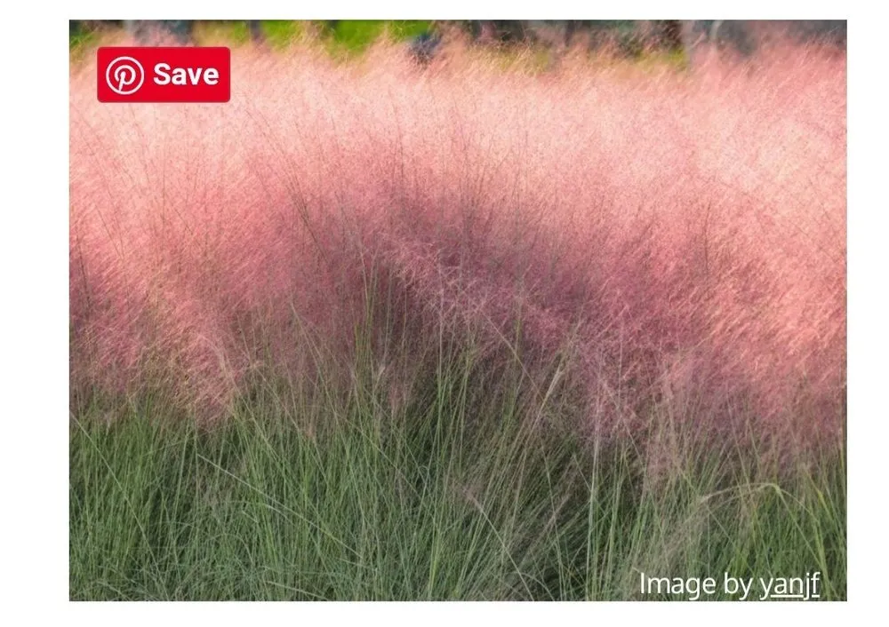 Professional garden landscaping in Baton Rouge, LA - Dino Landscaping