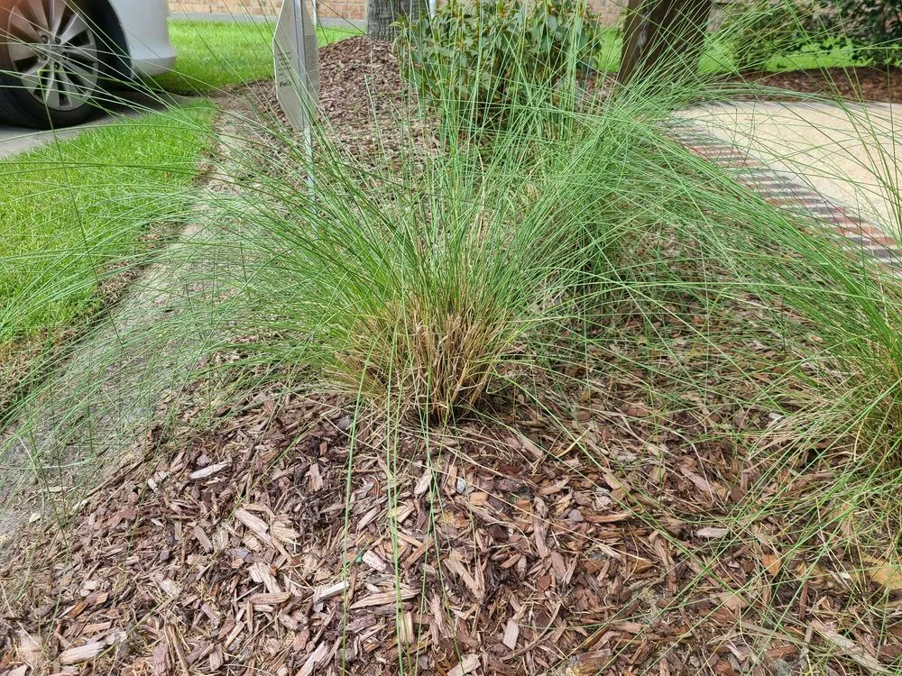 Local landscaping services for residential properties in Baton Rouge, LA by Dino Landscaping