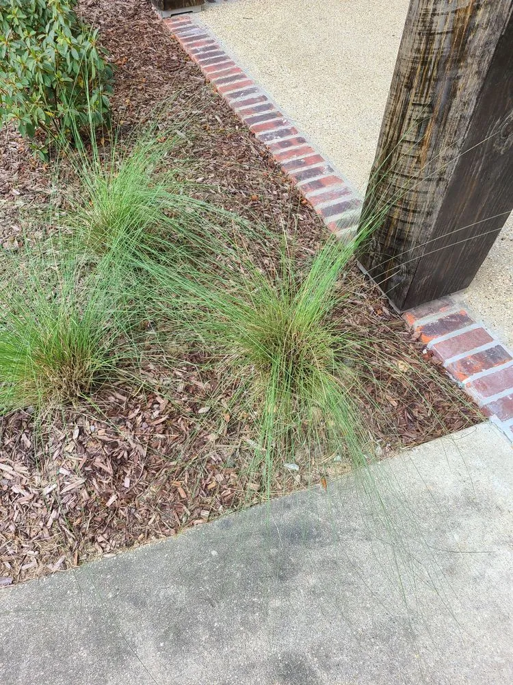 Trusted lawn care service in Baton Rouge, LA - Dino Landscaping