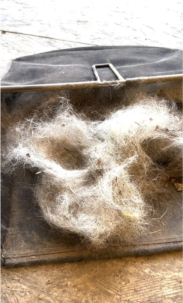 Top-rated landscape design experts serving Queen Creek, AZ - Dino Turf Cleaning