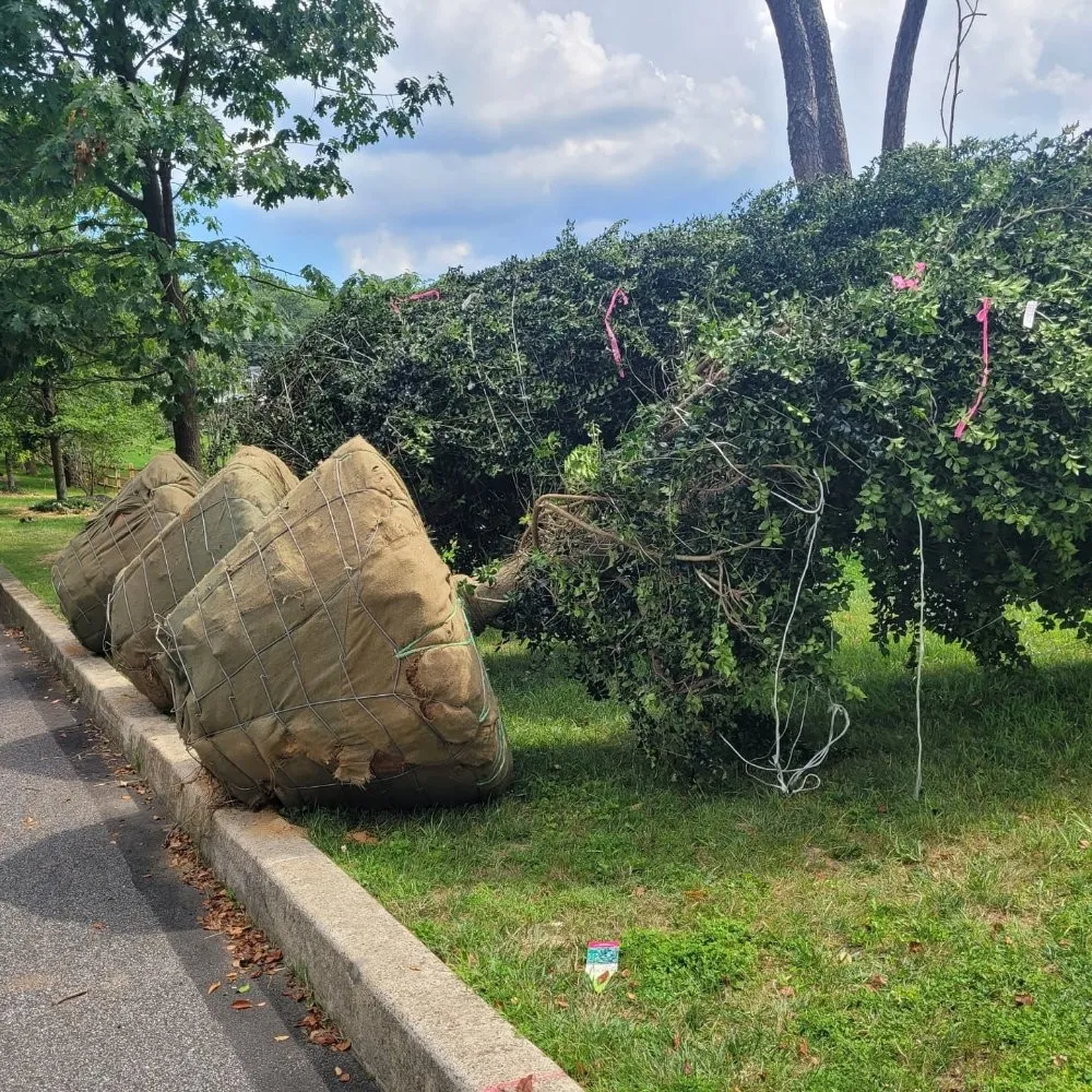 Top-rated yard cleanup service for beautiful yards across Philadelphia, PA - DiPietro Landscaping