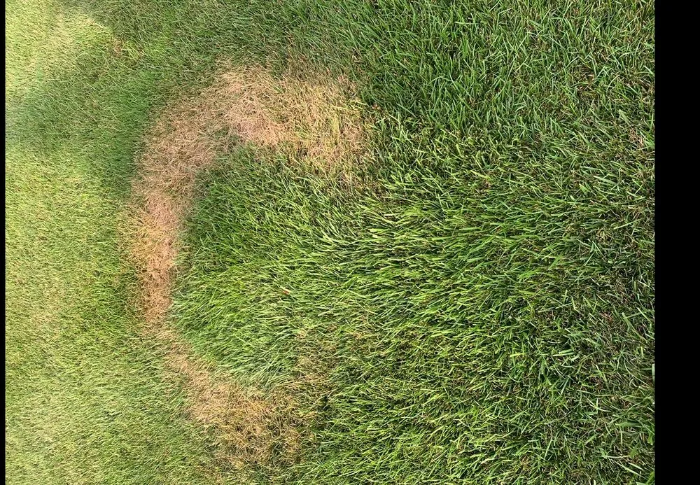 Reliable landscaping services near you in Warrington, PA by DiPrato Landscape Services