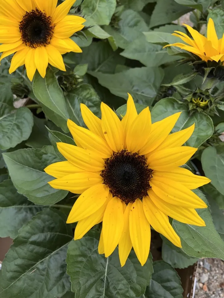 Top-rated landscaping services in Jewett City, CT by DiRoma Home and Garden Center