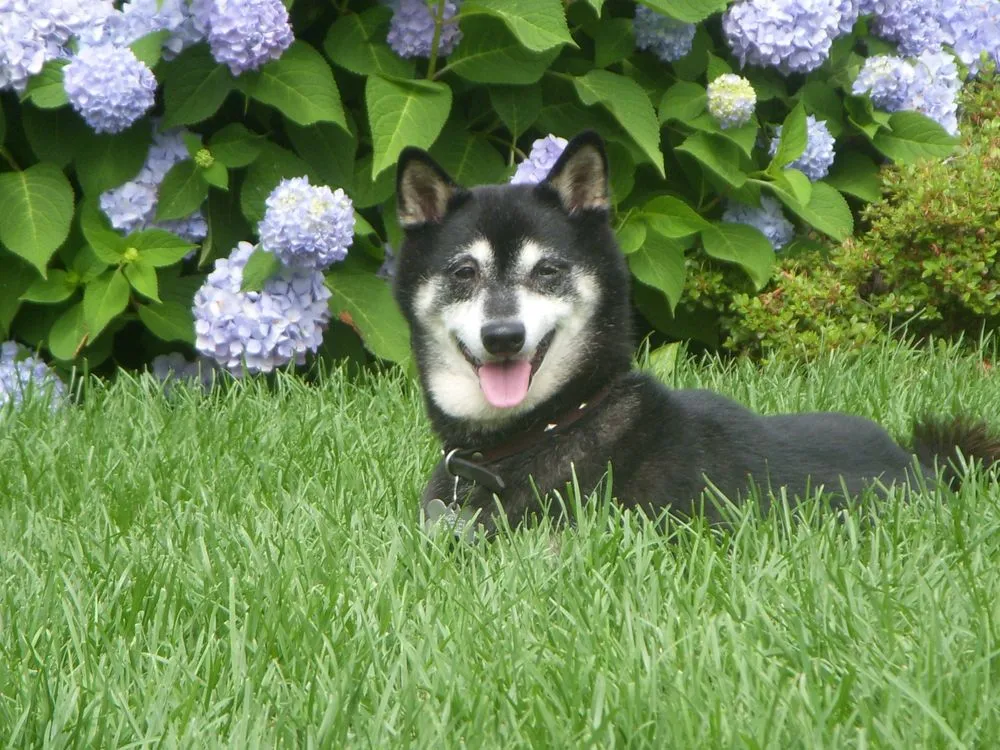 Trusted lawn mowing service for outdoor upgrades across Eatontown, NJ - Dirt & Turf