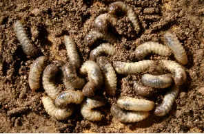 Trusted landscaping services in Eatontown, NJ - Dirt & Turf