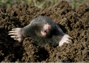 Expert outdoor landscaping near you in Eatontown, NJ by Dirt & Turf