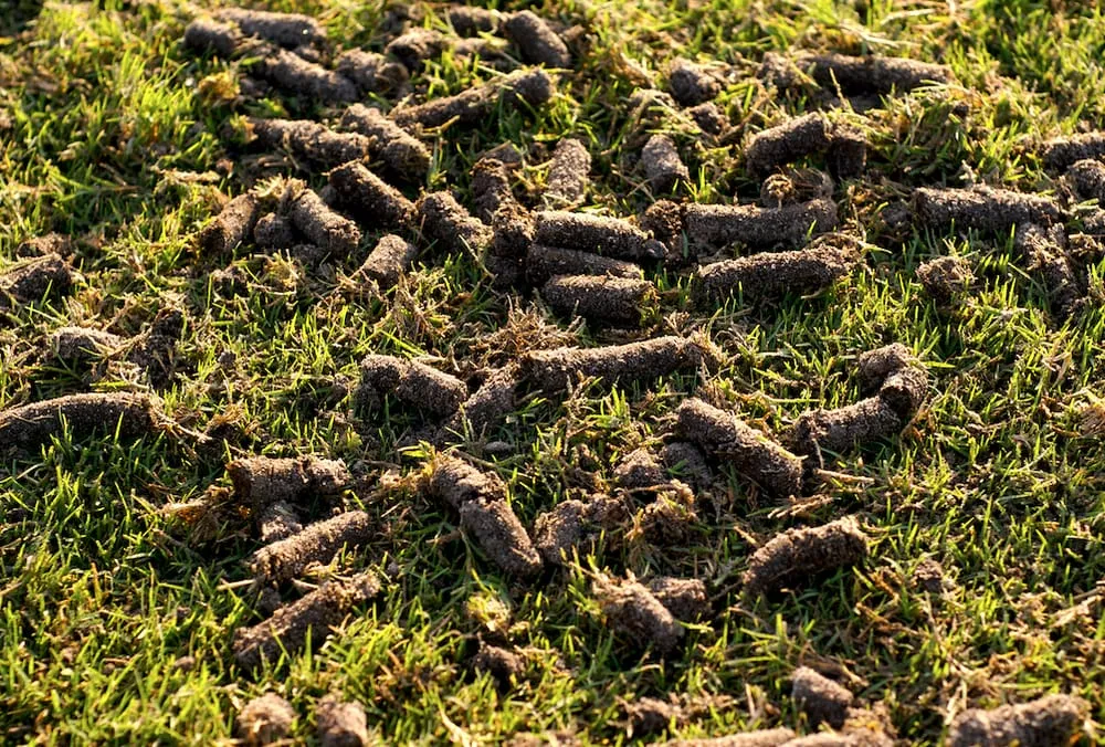 Top-rated outdoor landscaping in Eatontown, NJ by Dirt & Turf