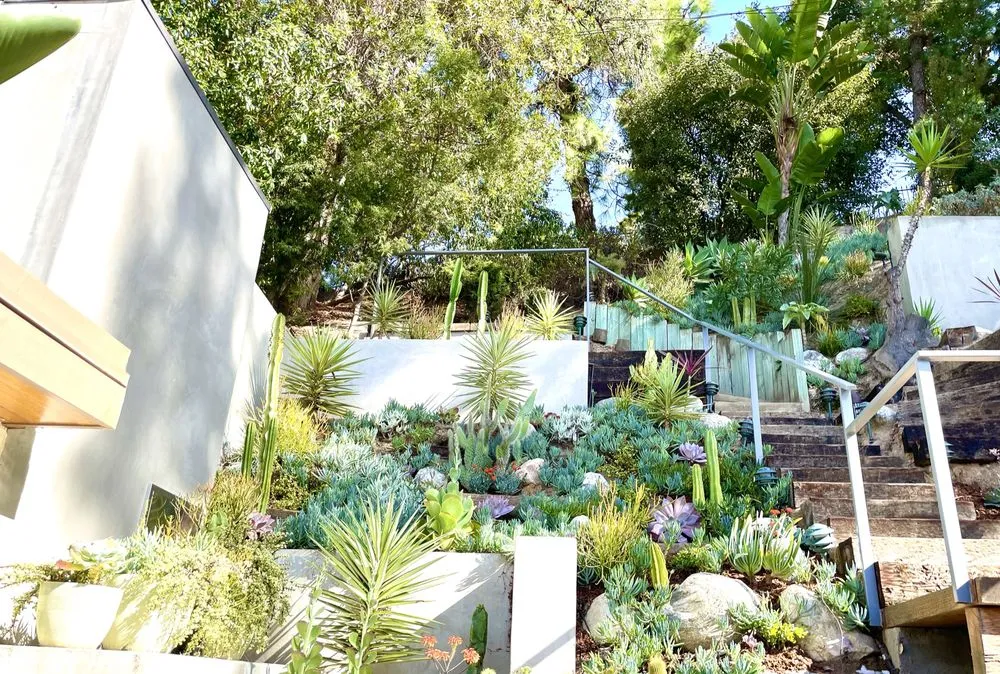 Professional yard maintenance experts serving Santa Monica, CA - Dirt Beauty