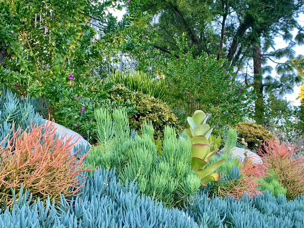 Expert residential landscaping for homes across Santa Monica, CA - Dirt Beauty