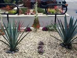 Custom landscaping services for residential properties across Santa Monica, CA - Dirt Beauty