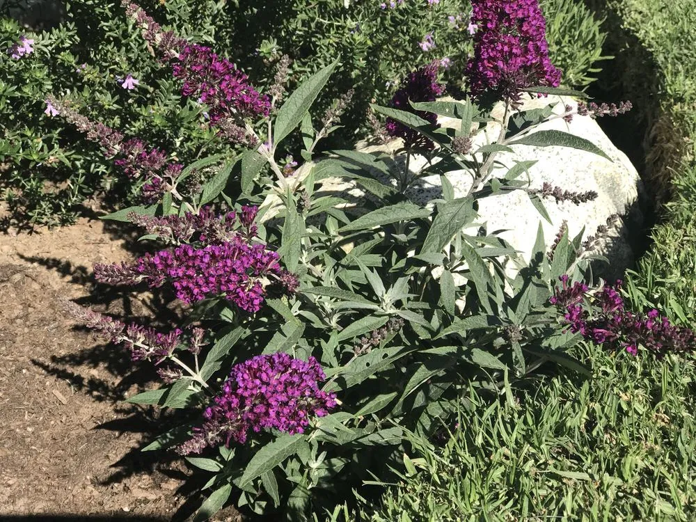 Expert yard cleanup service in Santa Monica, CA by Dirt Beauty