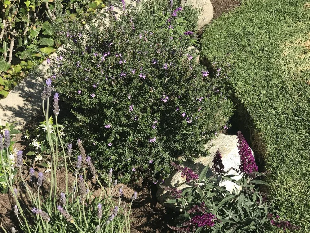 Reliable landscape design experts serving Santa Monica, CA - Dirt Beauty