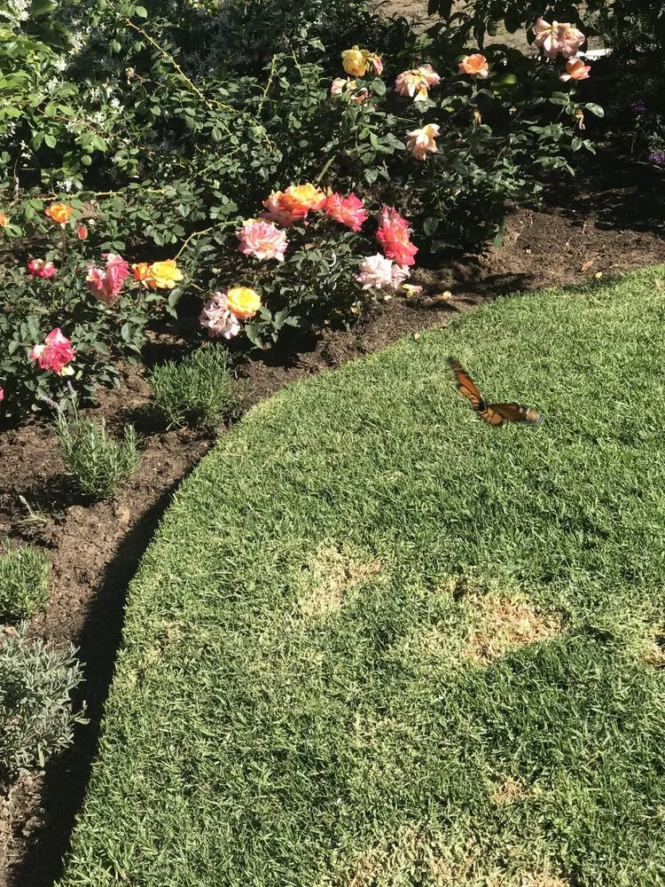 Professional landscaping services in Santa Monica, CA by Dirt Beauty