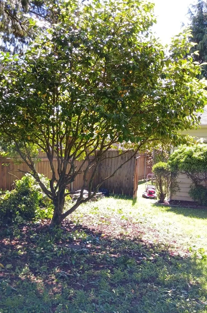 Professional yard maintenance in Portland, OR - Dirt-Brothers Lawn Care