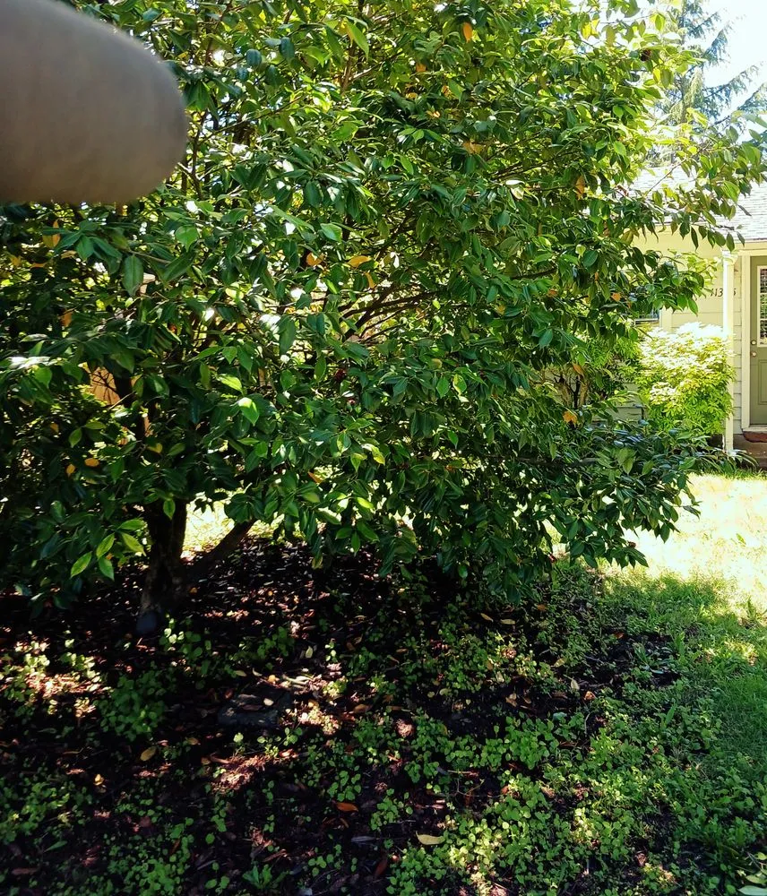 Expert lawn mowing service for residential properties across Portland, OR - Dirt-Brothers Lawn Care