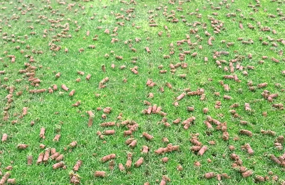 Custom garden landscaping in Marietta, GA by Dirt Cheap Aerations